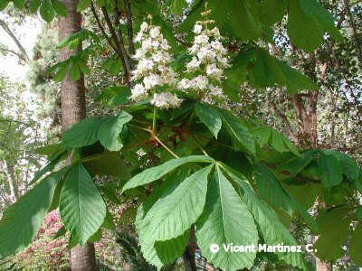 Horse chesnut flowers and leaves