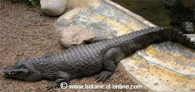 caiman