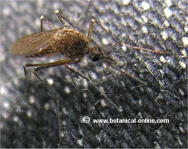 Mosquito picando
