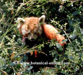 panda rojo