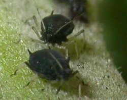 pulgon negro