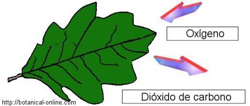 Resultado de imagen para respiraciÃ³n de las plantas