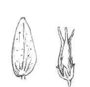 ilustracion hoja flor