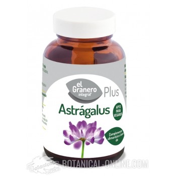 Propiedades del Astragalus, planta medicinal