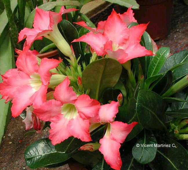 ADENIUM OBESUM