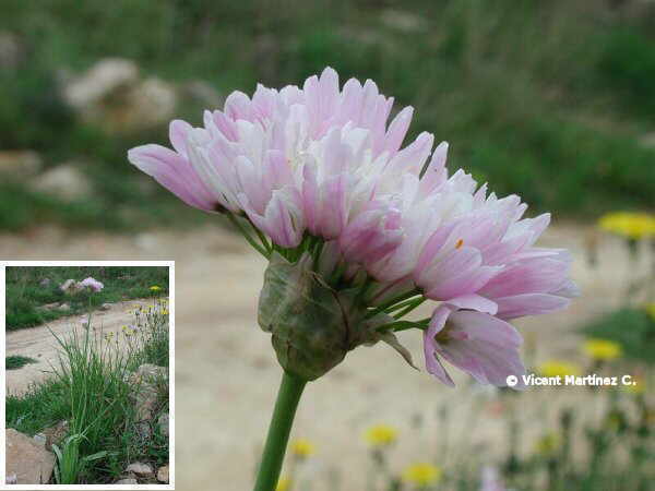 ajo rosado