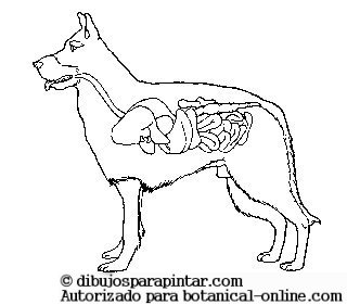 Aparato digestivo perro
