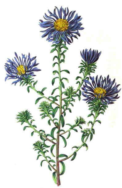 aster grandiflorus