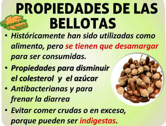 Propiedades de las bellotas – Botanical-online