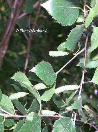 betula pendula