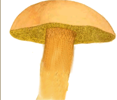 oletus edulis