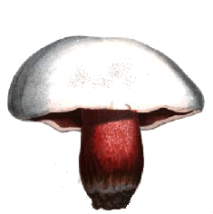 boletus satanas