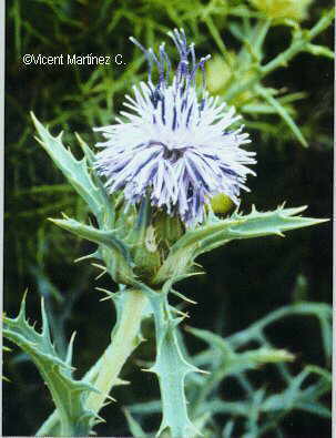 Carduncellus mospelliensium