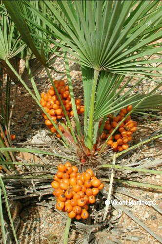 Chamaerops humilis