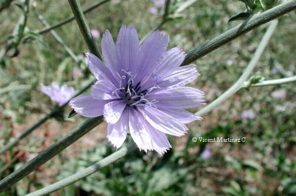 Cichorium intybus