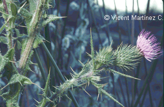 Cirsium vulgare