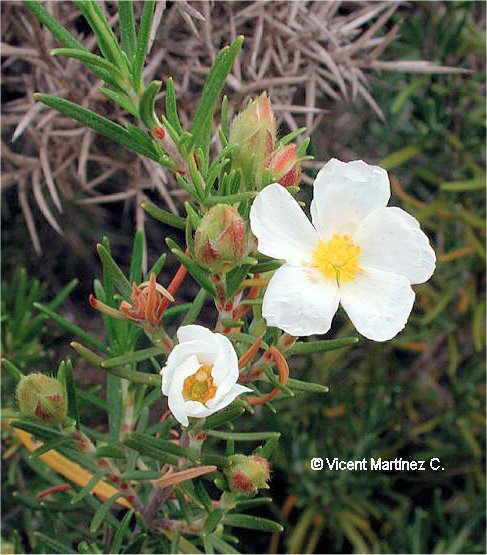 Cistus clusii