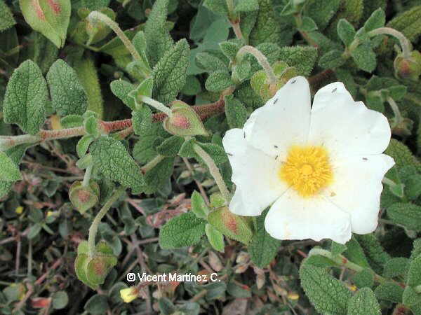 Cistus salviifolius