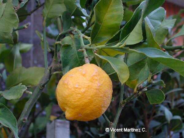 Citrus limonun fruto