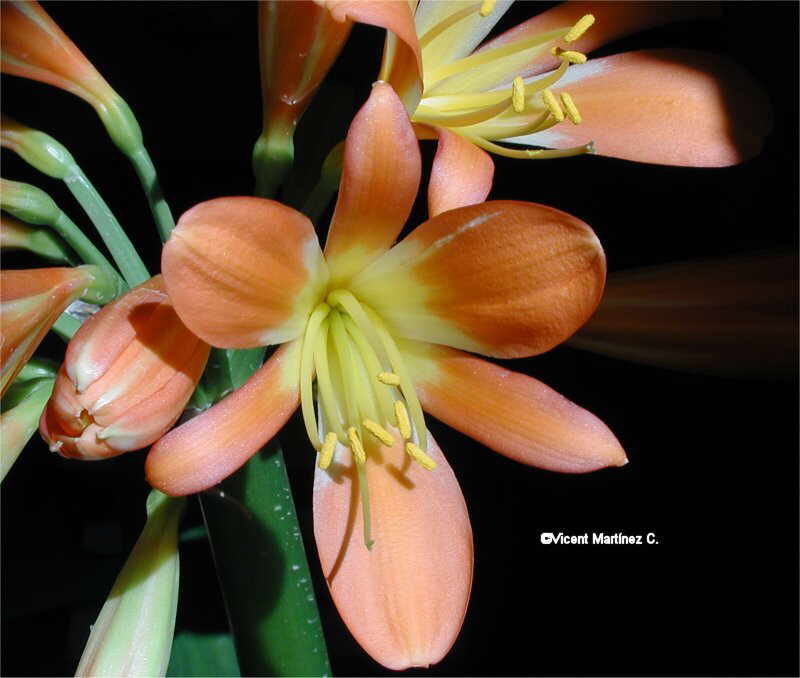 Clivia miniata