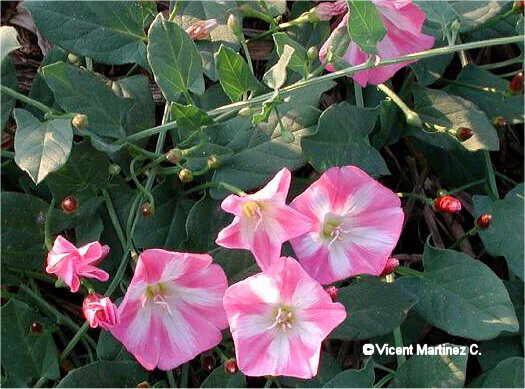 Convolvulus arvensis