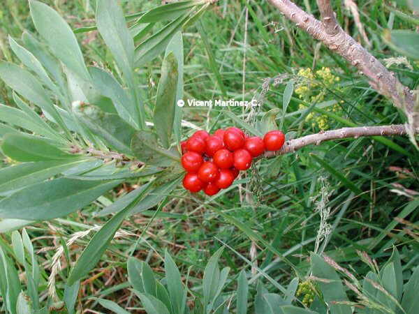 Foto de mezéreon, laureola hembra