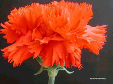 clavel