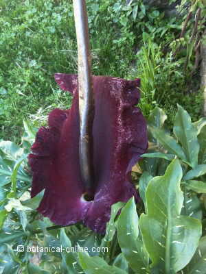 Dracunculus vulgaris