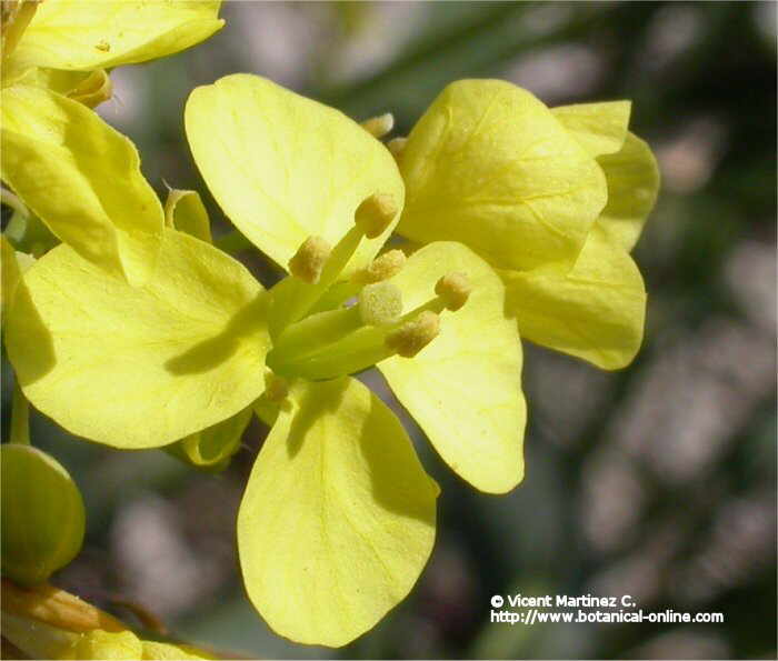 Erucastrum nasturtifolium