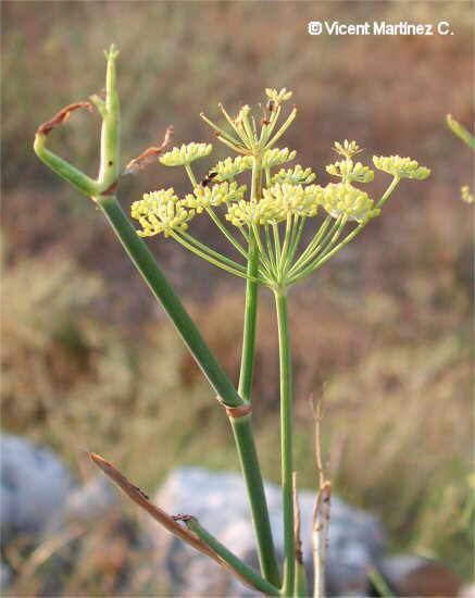 Foeniculum vulgare