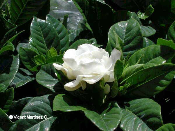 flor de gardenia