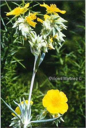 Helianthemum syriacum