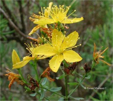 Flor de hipérico