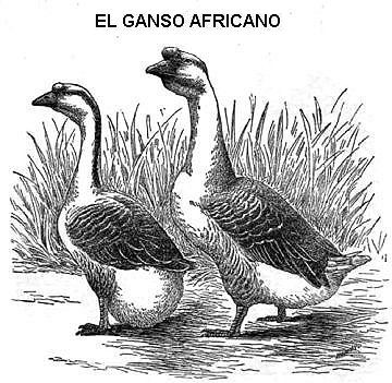 Ganso africano