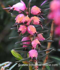 inflorescencia racimo