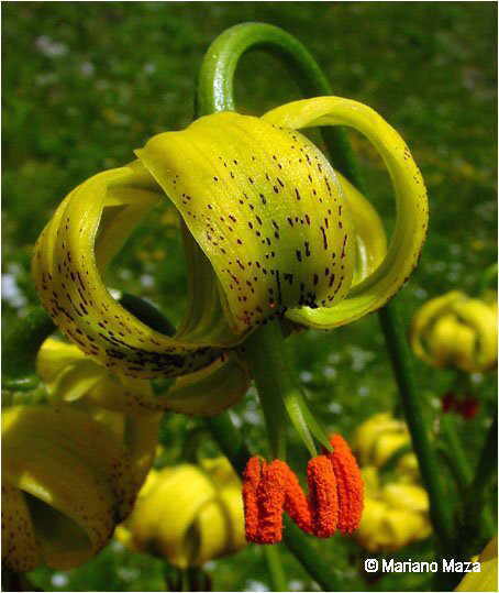 lilium pyrenaicum