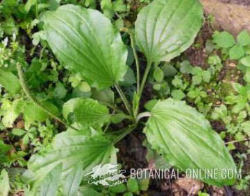 llantén mayor plantago major