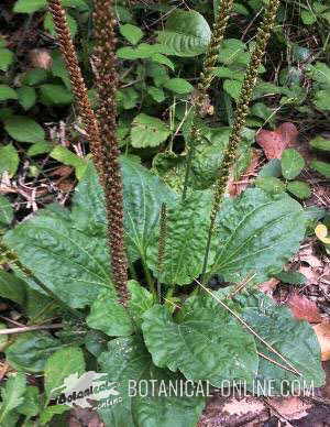 llantén mayor plantago major