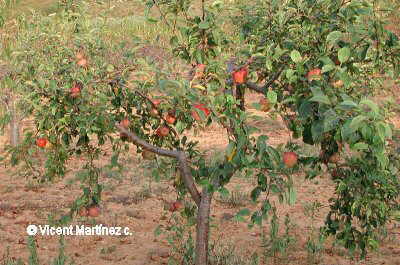 Foto de manzano cargado de frutos