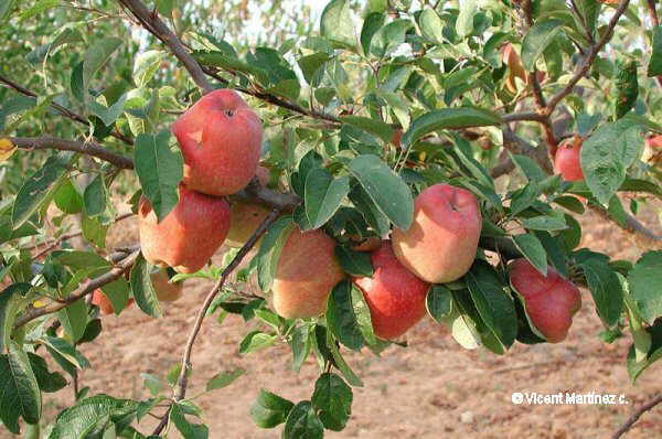 Malus domestica, frutos