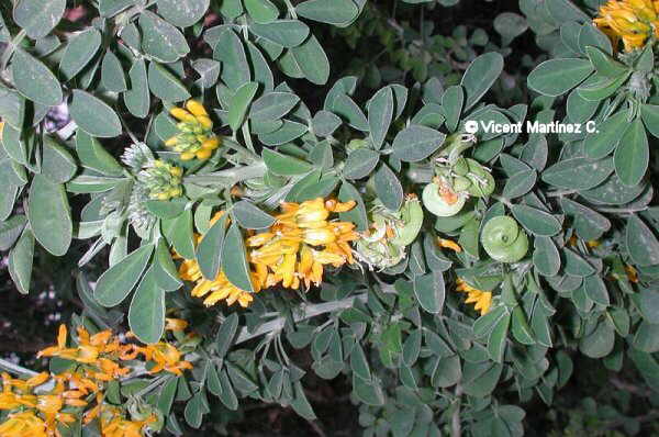 MEDICAGO ARBOREA