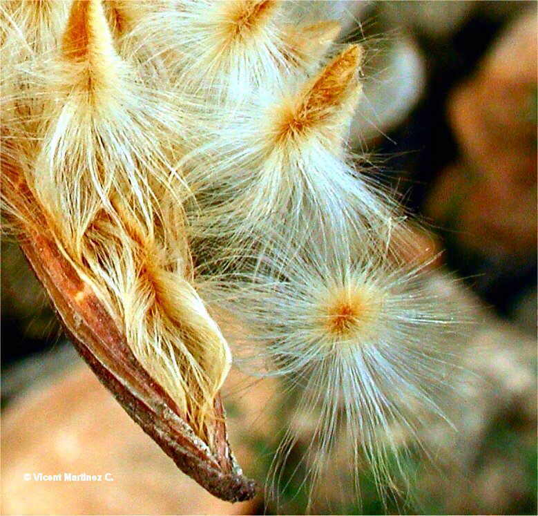 Cirsium oleraceum