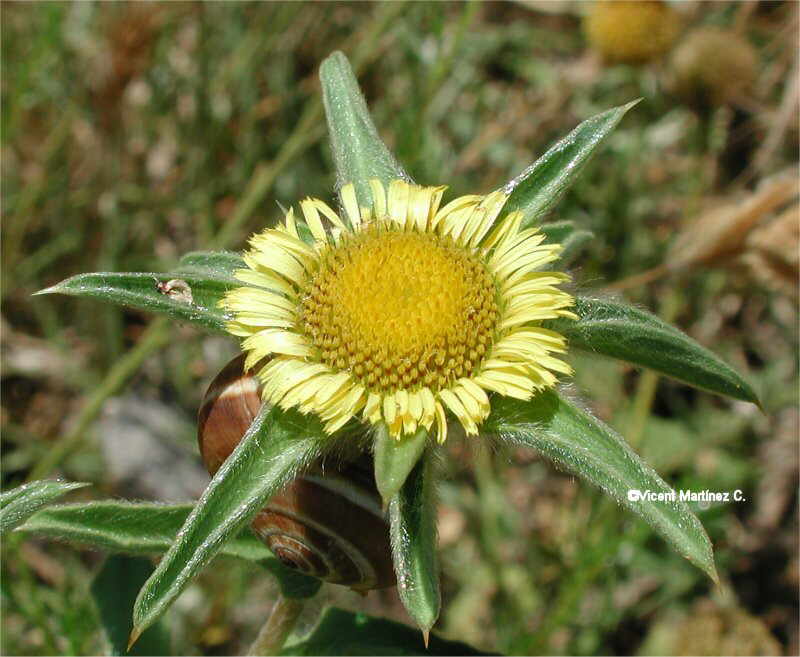 Pallenis spinosa