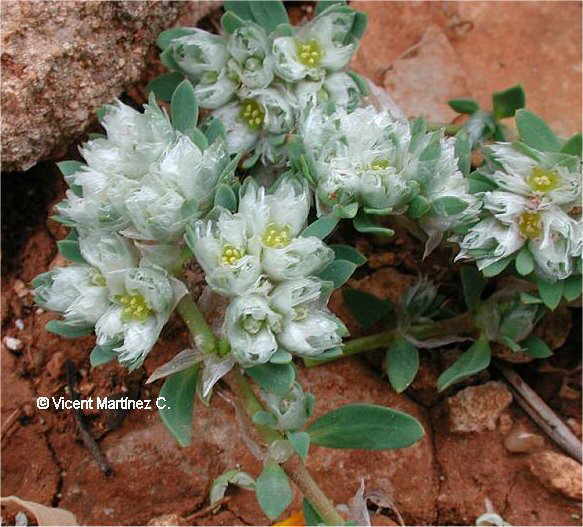 Paronichya argentea