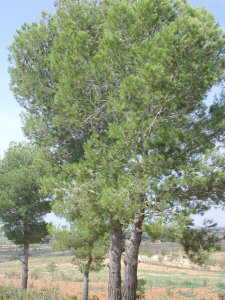 pinus halepensis leaves