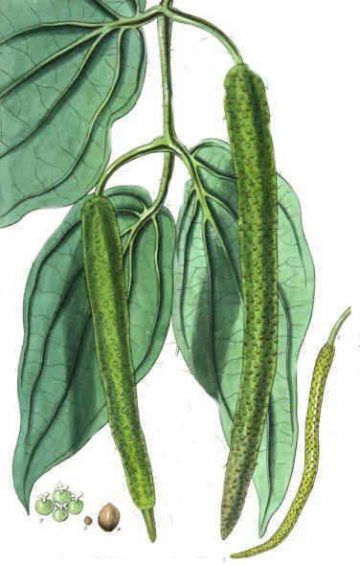 dibujo