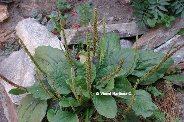 Plantago major