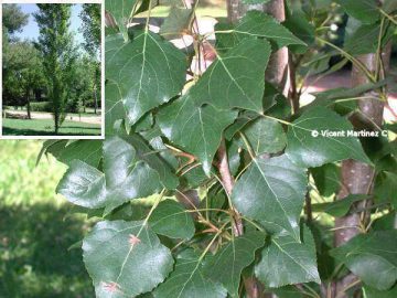 Populus nigra