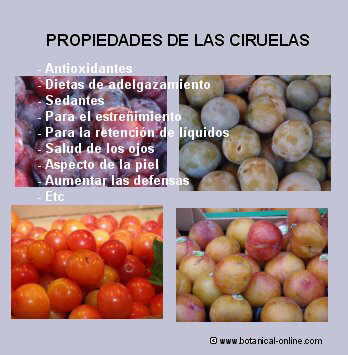 Propiedades de las ciruelas