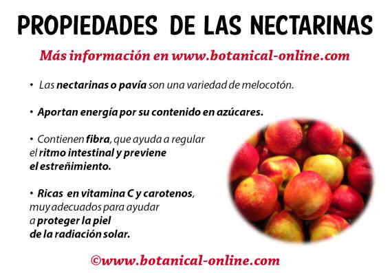 Propiedades de las nectarinas